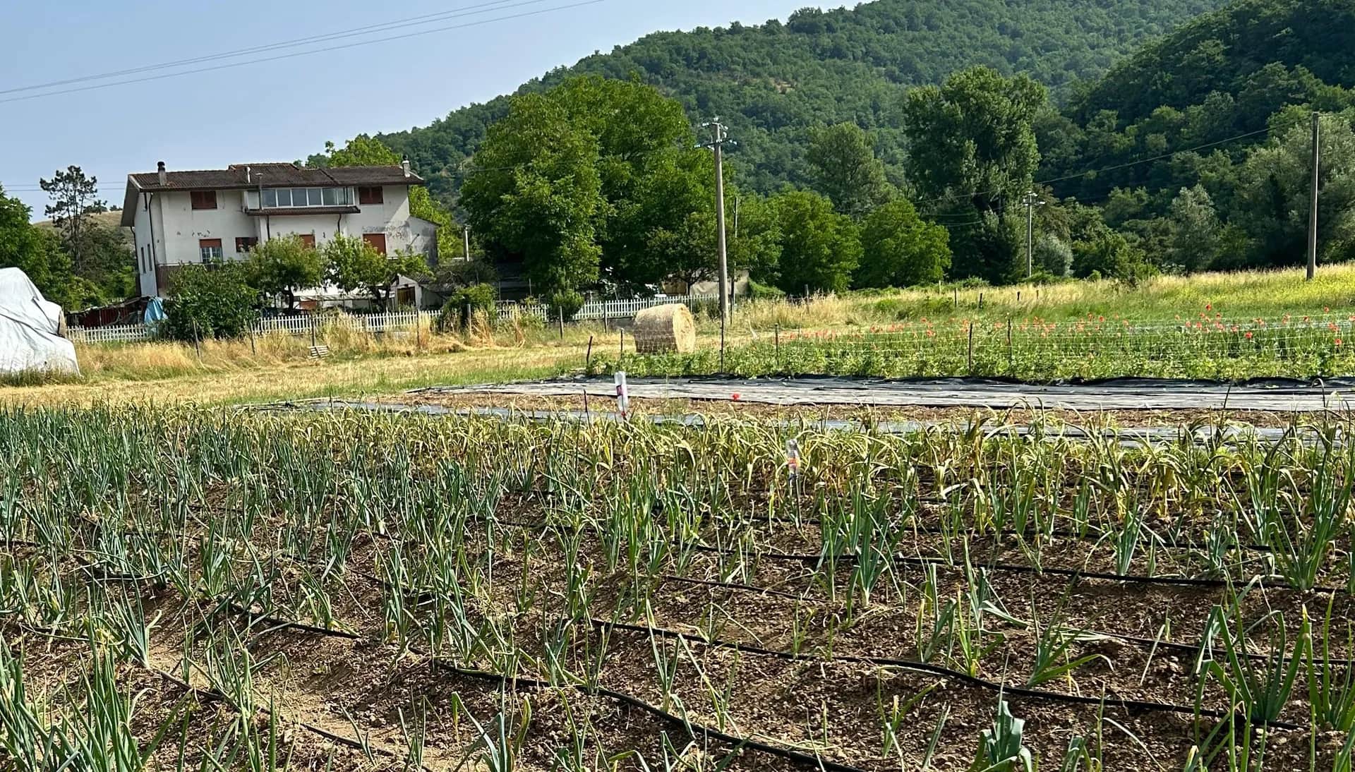 Campo coltivato